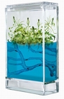4 x FOREST ANTQUARIUM