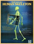HUMAN SKELETON - MENSCHLICHES SKELETT - BAUSATZ