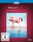 DAS GEHEIMNIS DER FLAMINGOS