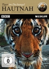 HAUTNAH - TIGER IM DSCHUNGEL - DVD - Tiere
