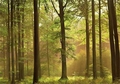 FOTOTAPETE - HERBSTWALD - Interior - Fototapeten - Natur