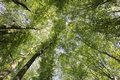 FOTOTAPETE BAUMKRONEN VLIES - CANOPY - Interior - Fototapeten - Natur