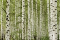 FOTOTAPETE BIRKENWALD VLIES - SKANDINAVIEN - Interior - Fototapeten - Natur